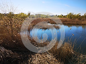 Urban wild ecosystem - nature in the city