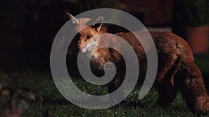 Urban wild fox on house lawn at night.