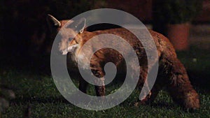 Urban wild fox on house lawn at night.