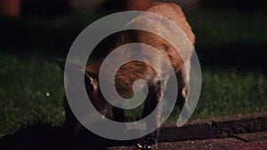 Urban wild fox on house lawn at night.