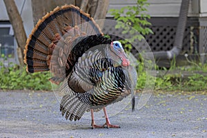 Urban wild turkey strutting down a driveway showing off it’s beautiful colours in springtime in Ottawa, Canada