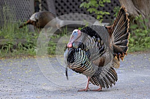 Urban wild turkey strutting down a driveway showing off it’s beautiful colours in springtime in Ottawa, Canada