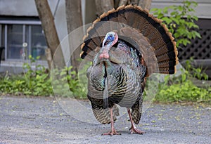 An Urban wild turkey strutting down a driveway showing off it’s beautiful colours in springtime in Ottawa, Canada