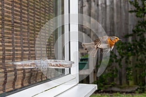 Urban wildlife as a robin flying away from a window suet bird feeder