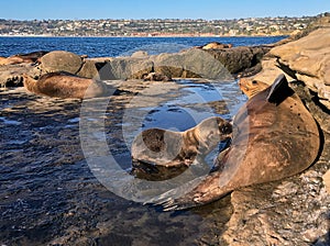 Urban wildlife California Sea Lion