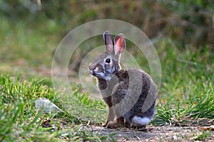 Urban wildlife Eastern Cottontail bunny rabbit