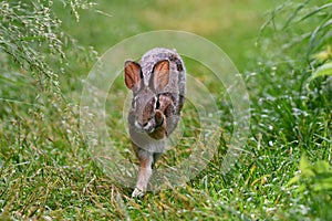 Urban wildlife Eastern Cottontail bunny rabbit running