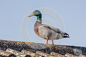 Urban wildlife, encroaching habitat. Duck on town house roof photo