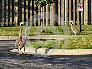 Urban Wildlife: Great Blue Herons Walk Through a Parking Lot