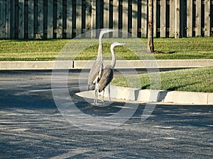 Urban Wildlife: Great Blue Herons Walk Through a Parking Lot