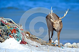 Urban wildlife, Hokkaido sika deer on the coast with dark blue sea, rope waste, animal with antlers in the nature and urban