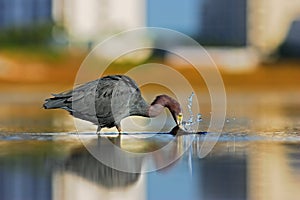 Urban wildlife. Hunting bird in Fort Myers lagoon. Water bird sitting in the water. Water bird Tricolored Heron, Egretta photo