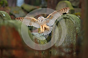 Urban wildlife. Magic bird barn owl, Tito alba, flying above stone fence in forest cemetery. Wildlife scene nature. Animal behavio