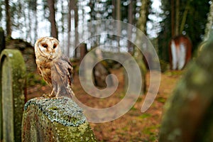 Urban wildlife. Magic bird barn owl, Tito alba, flying above stone fence in forest cemetery. Wildlife scene nature. Animal behavio