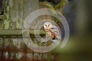 Magic bird barn owl, Tito alba, flying above stone fence in forest cemetery. Wildlife scene nature. Urban wildlife. Animal behavio