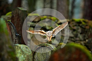 Urban wildlife. Magic bird barn owl, Tito alba, flying above stone fence in forest cemetery. Wildlife scene form nature. Animal be