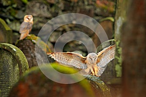 Urban wildlife. Magic bird barn owl, Tito alba, flying above stone fence in forest cemetery. Wildlife scene nature. Animal