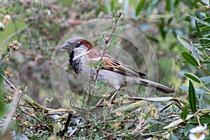 Urban wildlife ornithology. Male house sparrow in a garden hedge
