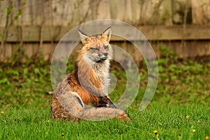 Urban wildlife photograph of a red fox keeping watch over her den