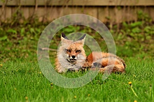 Urban wildlife photograph of a red fox keeping watch over her den