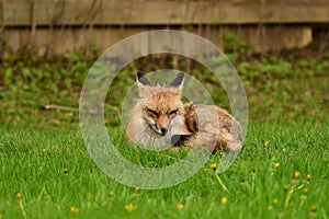 Urban wildlife photograph of a red fox keeping watch over her den