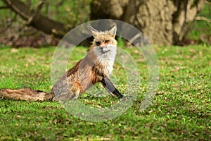 Urban wildlife photograph of a red fox sitting on a vacant lot