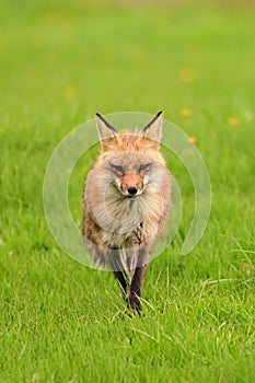 Urban wildlife photograph of a red fox trotting across green lawn