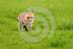 Urban wildlife photograph of a red fox trotting across green lawn