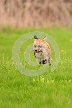 Urban wildlife photograph of a red fox trotting across green lawn