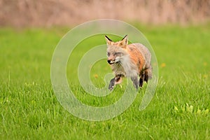 Urban wildlife photograph of a red fox trotting across green lawn