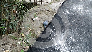 Urban Wildlife: Pigeon Wandering on Dehradun Road, Uttarakhand, India. Authentic Stock Footage capturing city-dwelling birds in