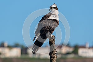 Urban wildlife -- young osprey near suburban homes