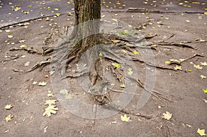 Urban yard tree roots