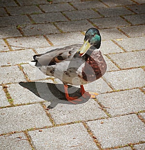 Urbanized male mallard duck on the sidewalk photo