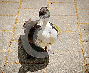 Urbanized male waterfowl on the sidewalk
