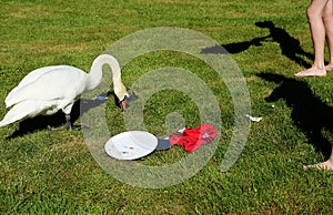 Urbanized swan looks for food