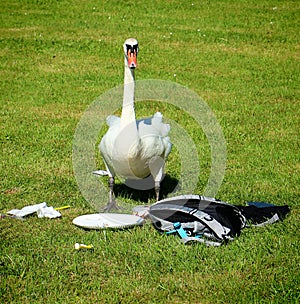 Urbanized swan looks for food photo