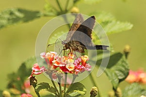 Urbanus procne Moth feeding