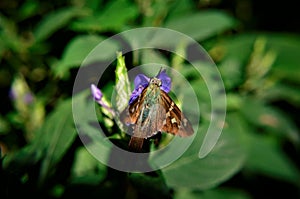 An Urbanus proteus butterfly in bloom