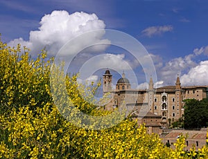 Urbino