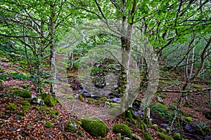 Urbion beech forest with a river. Province of Burgos, castilla y LeÃÂ³n, Spain photo