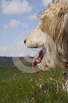 Urcher dog waiting for a walk through fields