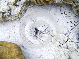 Urchin needles near crab hole. Sea predator. Coral reef underwater photo. Tropical sea shore snorkeling or diving.