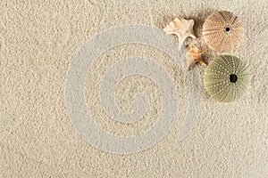 Urchin on sand