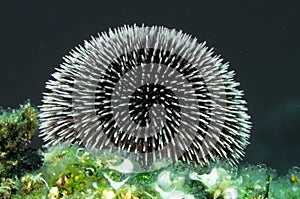 Urchin Spines