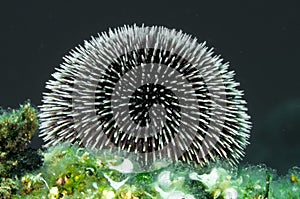 Urchin Spines photo