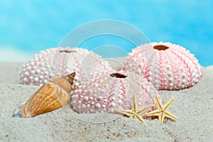 Urchins and starfish on beach