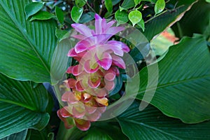 urcuma sessilis, thailand Tropical forests, Flower in the garden on a rainy day