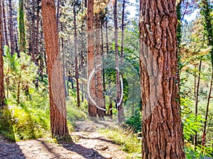 Urdaibai Biosphere Reserve, Bizkaia,Spain; 2018-04-16: Trunks of painted pine in El bosque de Oma