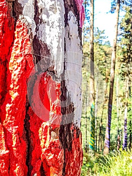 Urdaibai Biosphere Reserve, Bizkaia,Spain; 2018-04-16: Trunks of painted pine in El bosque de Oma